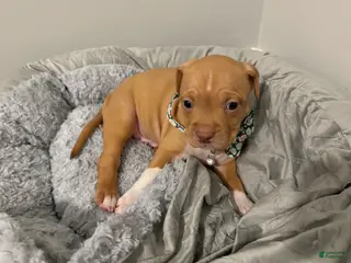 American Pit Bull Terrier dogs Courage - Ad 14