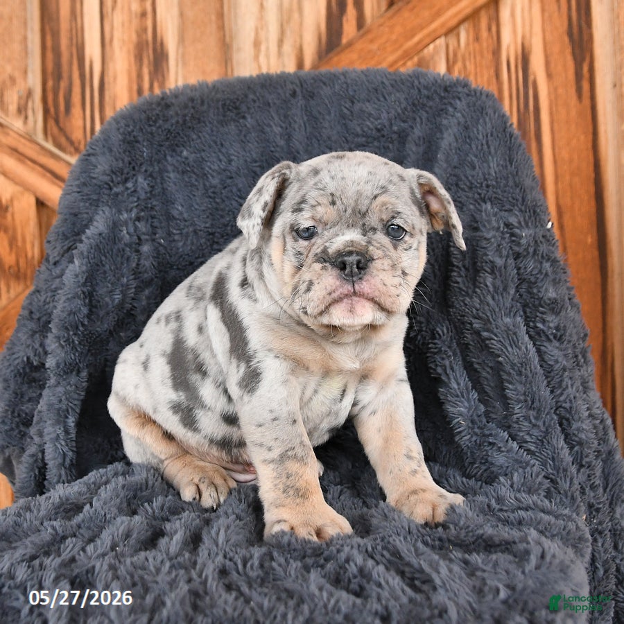 English Bulldog dogs for sale: Duke - Ad 3