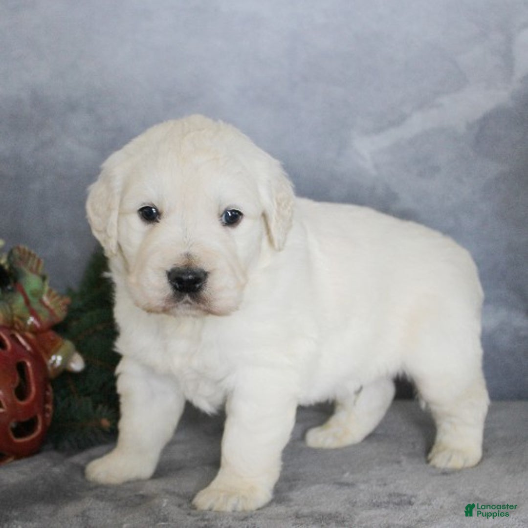 Golden Retriever dogs for sale: Aries - Ad 3