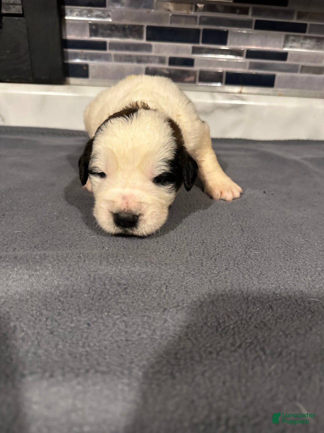 Saint Bernard dogs for sale: Puppy 3 - Ad 17