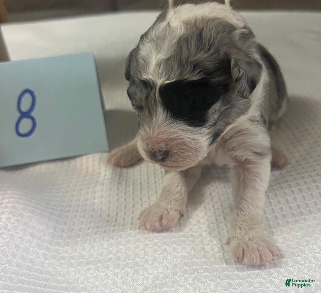 Aussiedoodle dogs for sale: JODY 8 - Ad 5