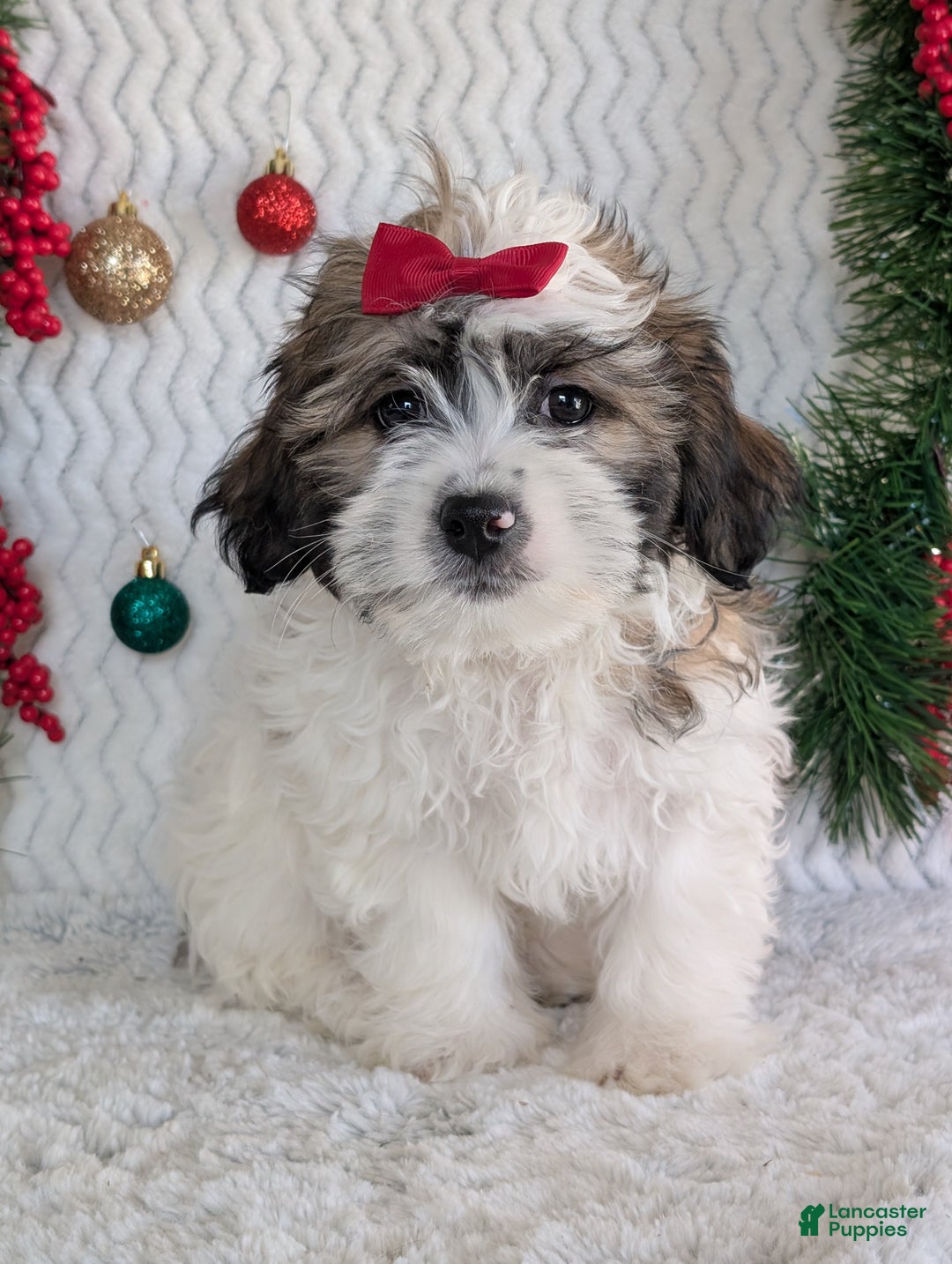 Teddy Bear dogs for sale: Jake - Ad 2