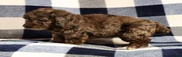 Miniature Poodle dogs for sale: Maggie - Ad 7