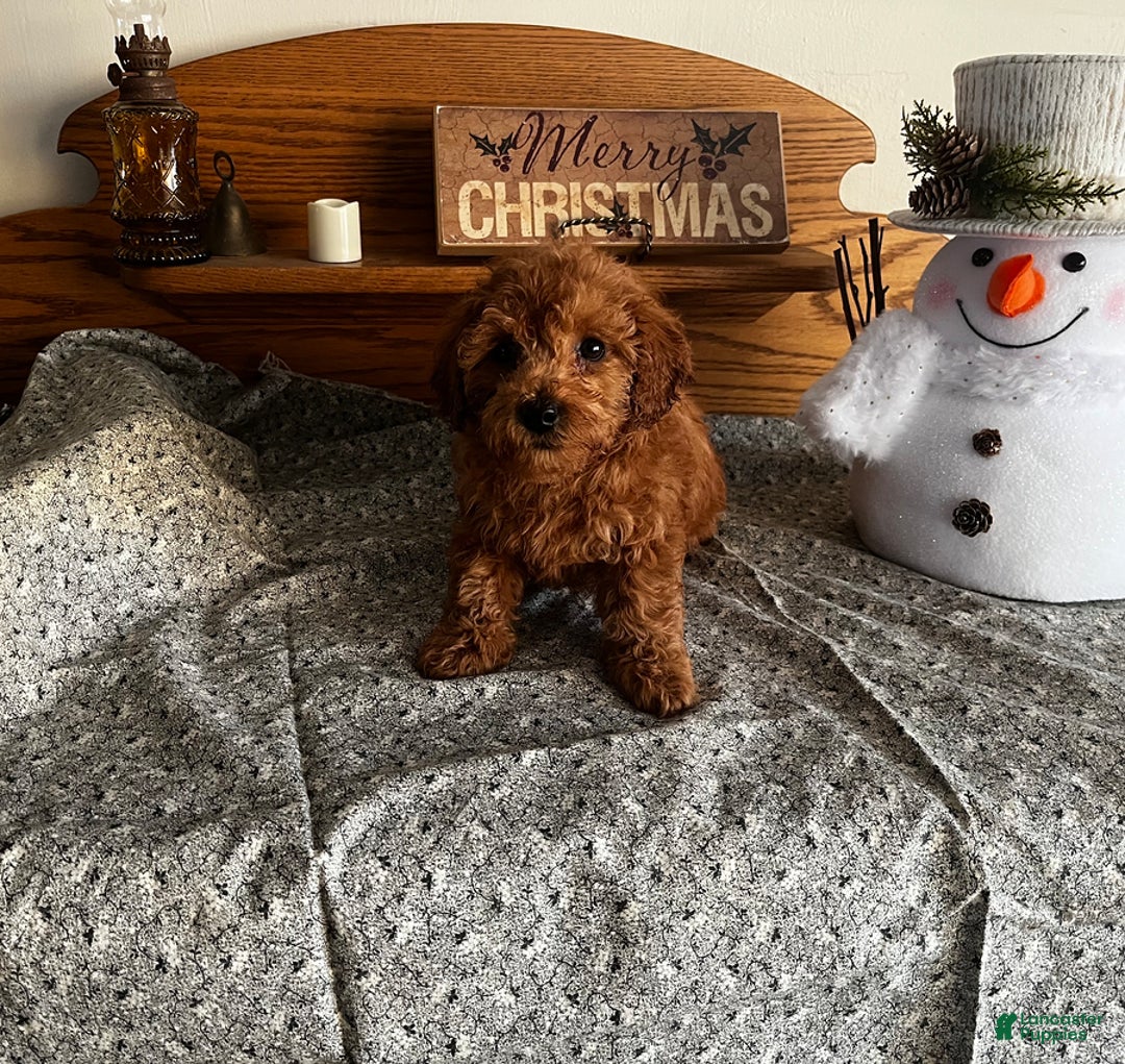 Toy Poodle dogs for sale: Jordan - Ad 5