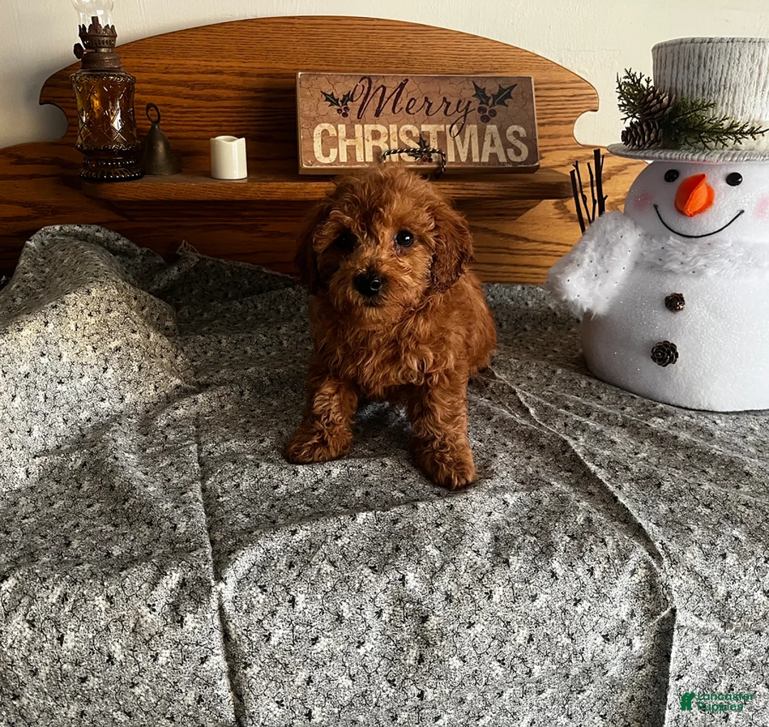 Toy Poodle dogs for sale: Jordan - Ad 5