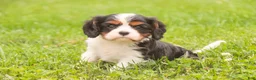 Cavalier King Charles Spaniel dogs for sale: Jerry - Ad 8