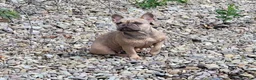 French Bulldog dogs for sale: Autumn  - Ad 14