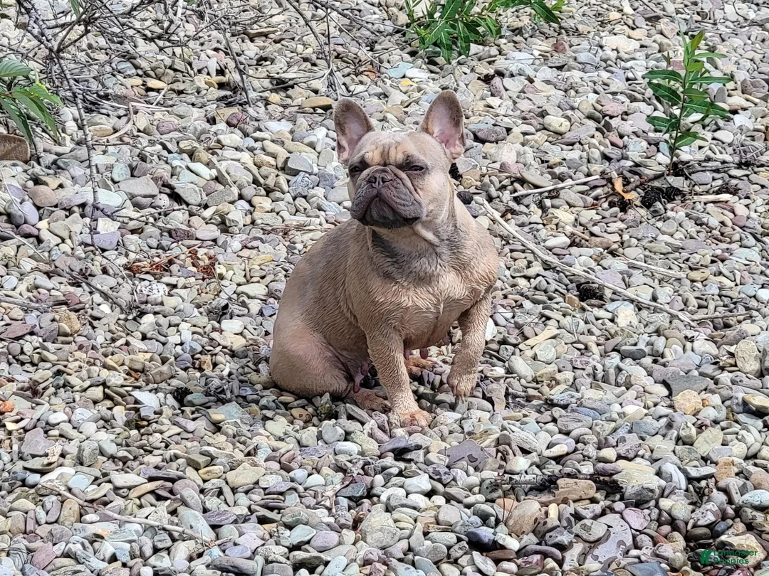 French Bulldog dogs for sale: Autumn  - Ad 14