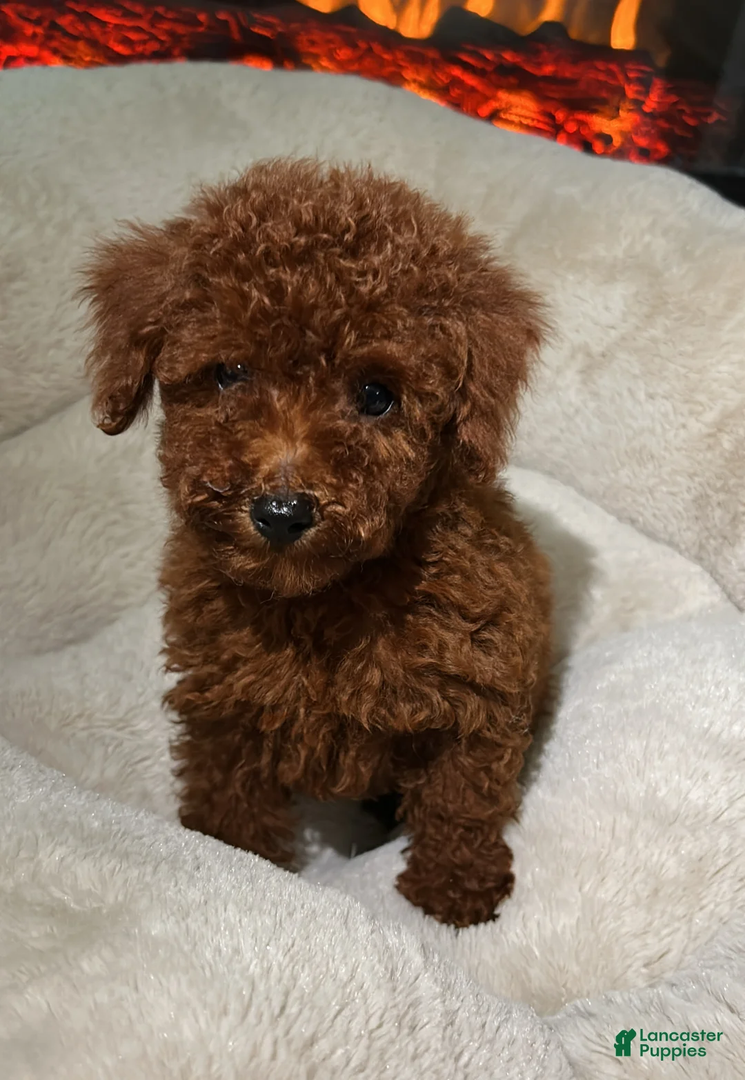 Toy Poodle dogs for sale: Biscuit  - Ad 1