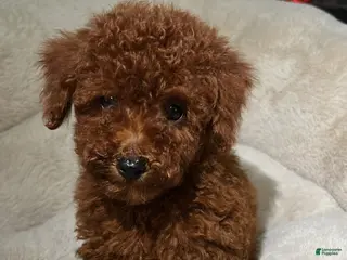 Toy Poodle dogs Biscuit - Ad 35