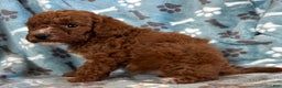 Mini Goldendoodle dogs for sale: Hailey  - Ad 6