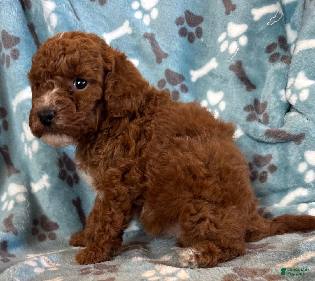 Mini Goldendoodle dogs for sale: Hailey  - Ad 6