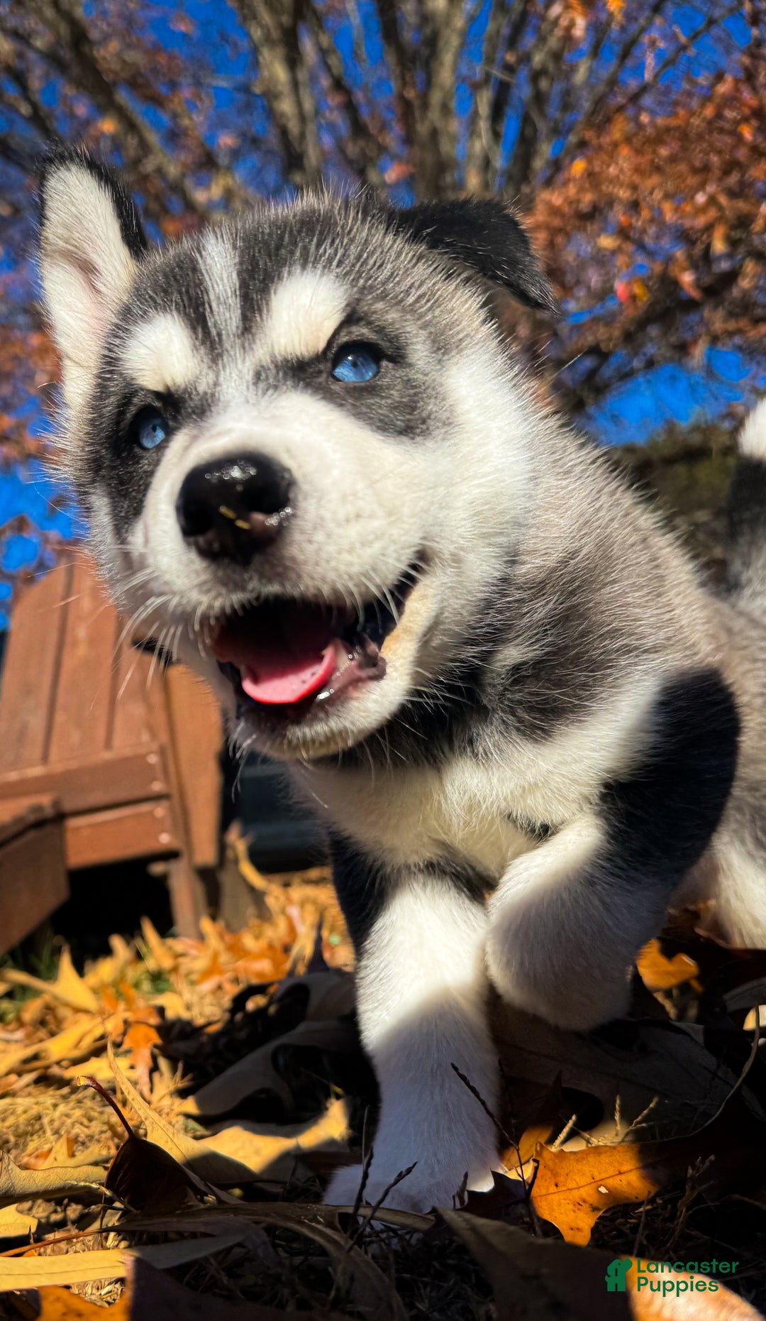 Siberian Husky dogs for sale: Siberian Husky puppy Jack Frost - Ad 4