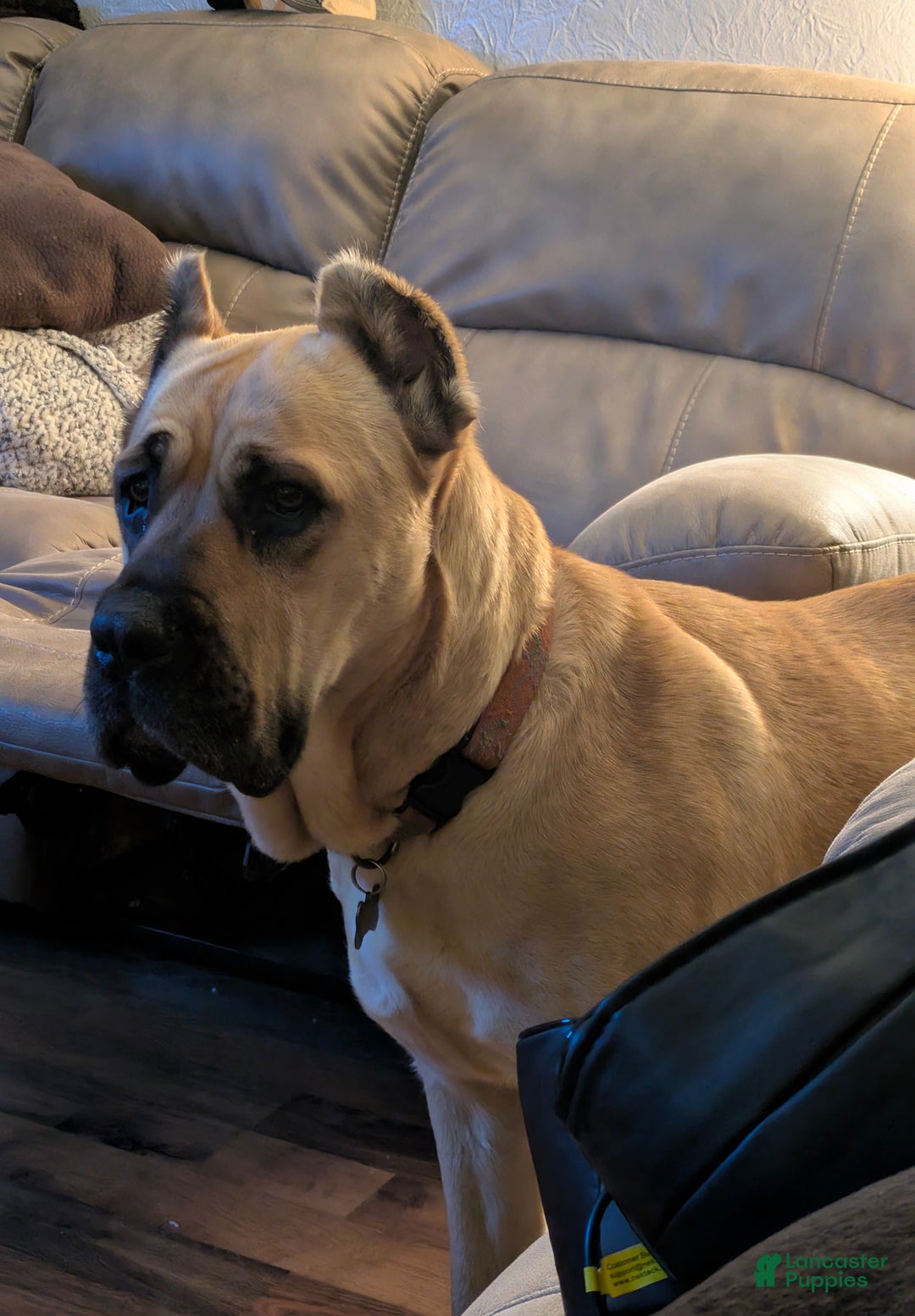 Cane Corso dogs for sale: Brown - Ad 9