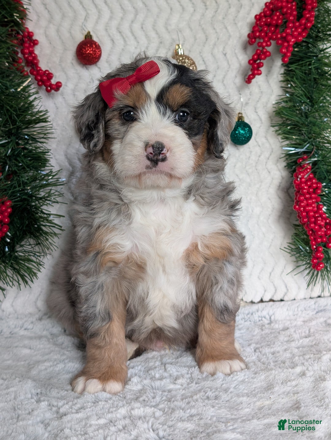 Mini Bernedoodle dogs for sale: Mini River - Ad 26