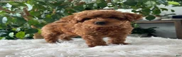 Mini Goldendoodle dogs for sale: Como  - Ad 5