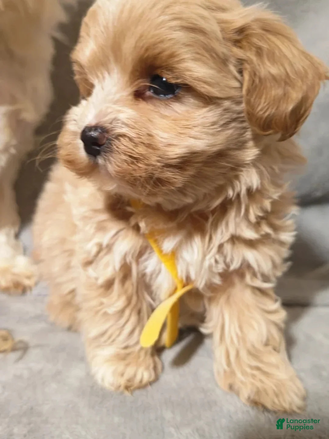 Maltipoo dogs for sale: Maltipoo Puppy 2 - Ad 2