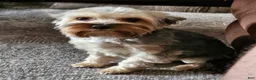Yorkshire Terrier dogs for sale: Yorkshire Terrier 1 - Ad 13