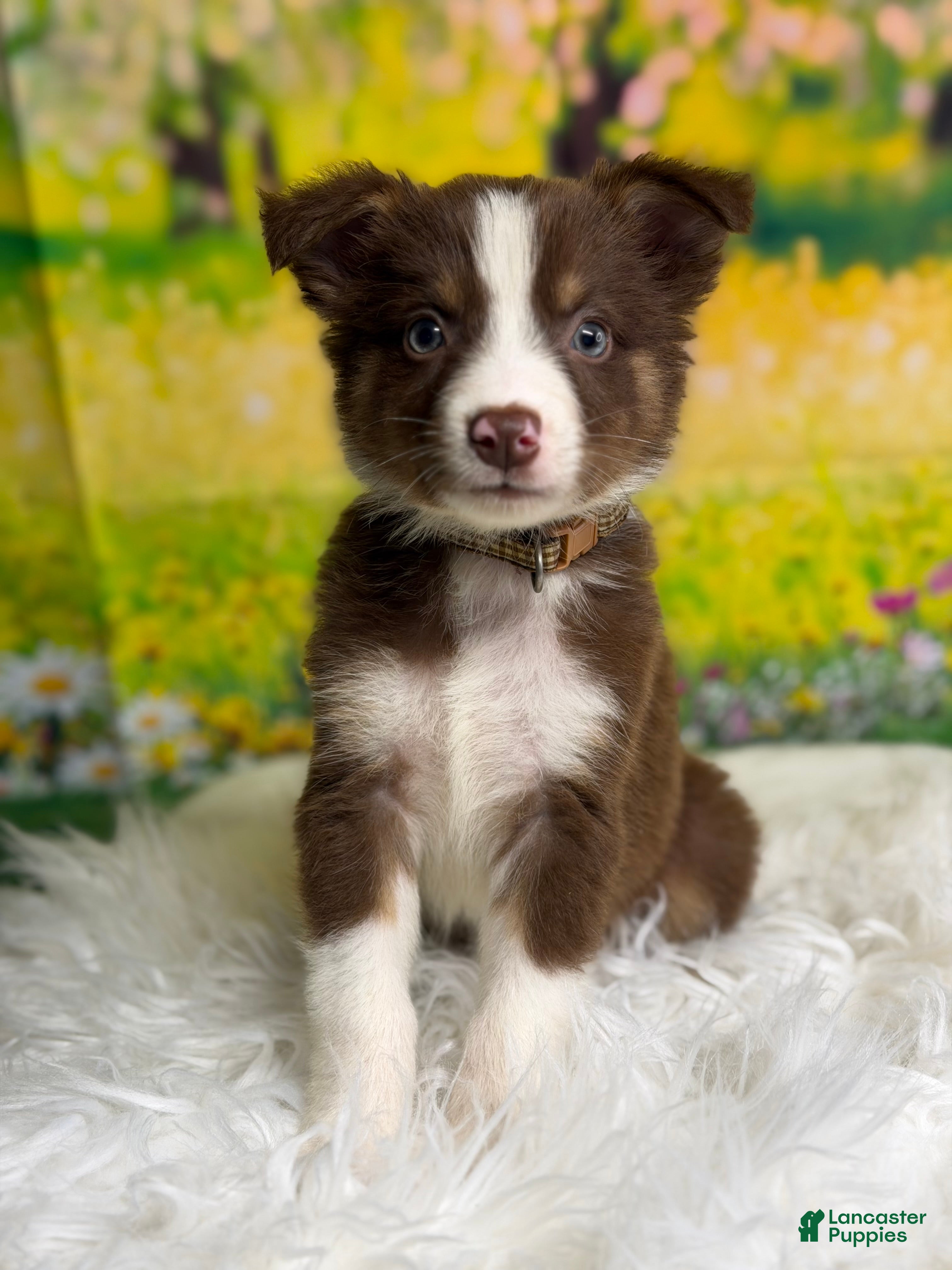 Australian Shepherd dogs Australian Shepherd Peter - Ad 2