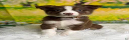 Australian Shepherd dogs for sale: Australian Shepherd Peter - Ad 2
