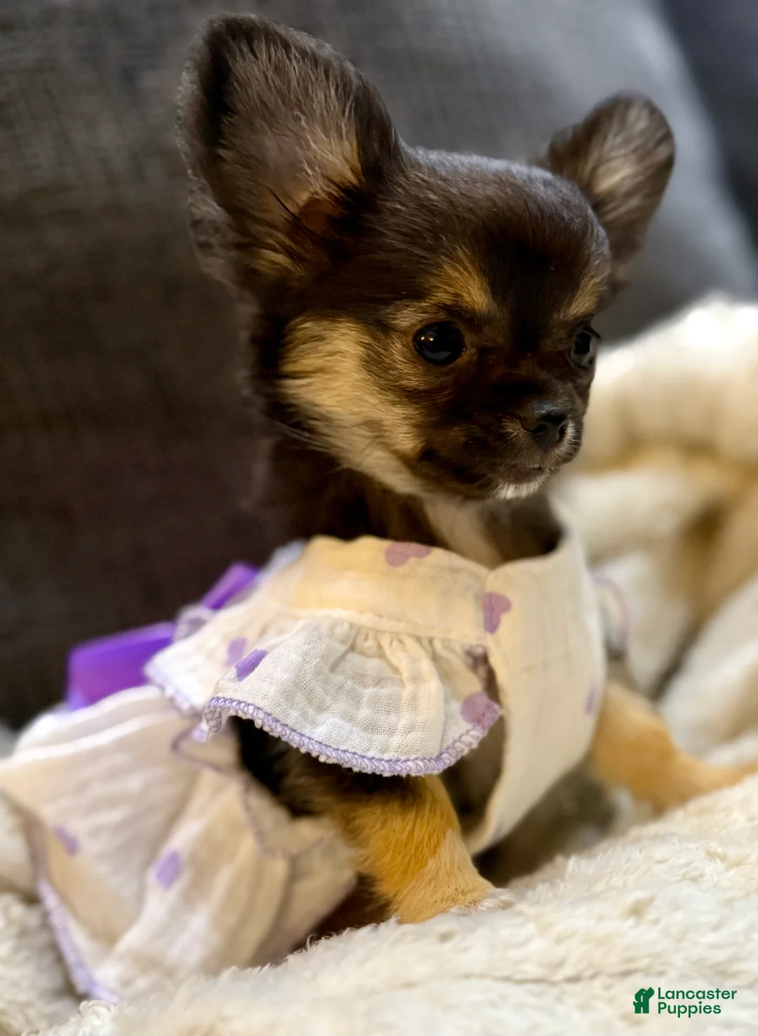 Chihuahua dogs for sale: Black tri - Ad 2