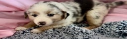 Australian Shepherd dogs for sale: Australian Shepherd Puppy 3 - Ad 2