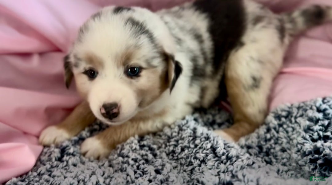 Australian Shepherd dogs for sale: Australian Shepherd Puppy 3 - Ad 2