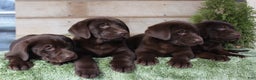 Labrador Retriever dogs for sale: Brownie  - Ad 8