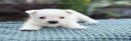 West Highland Terrier dogs for sale: Fancy - Ad 32