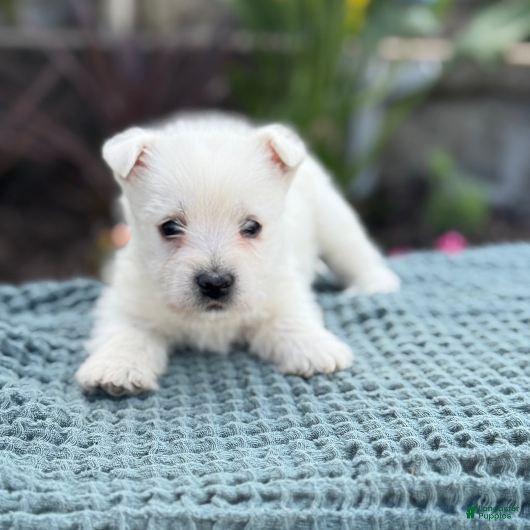 West Highland Terrier dogs for sale: Fancy - Ad 32