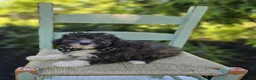 Miniature Poodle dogs for sale: Denver - Ad 4