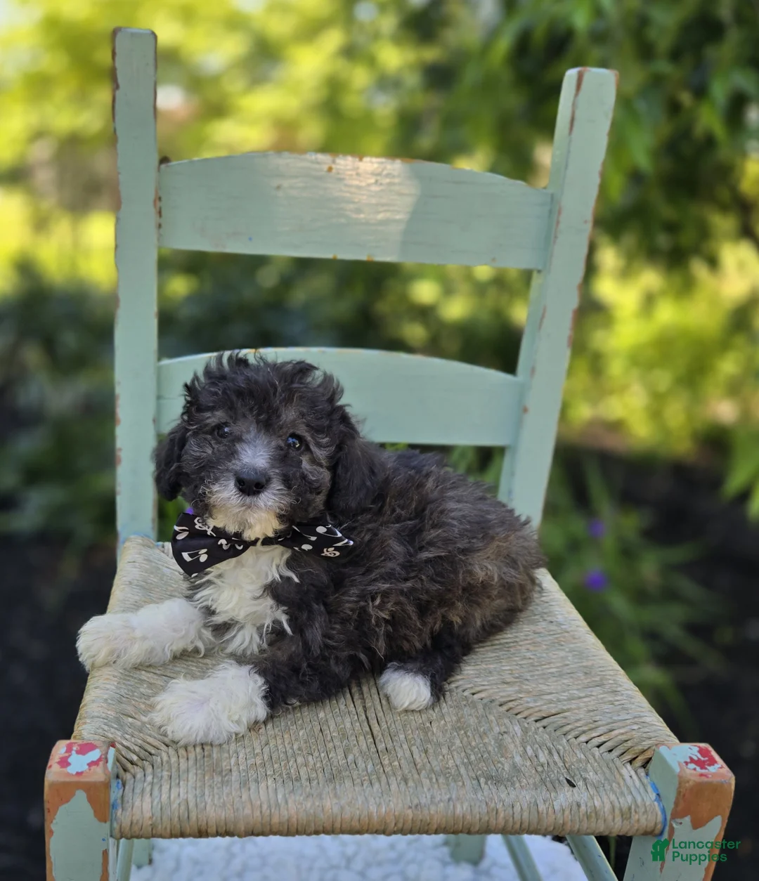 Miniature Poodle dogs for sale: Denver - Ad 4