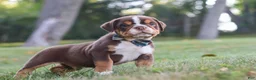 Beabull dogs for sale: Rocket - Ad 5