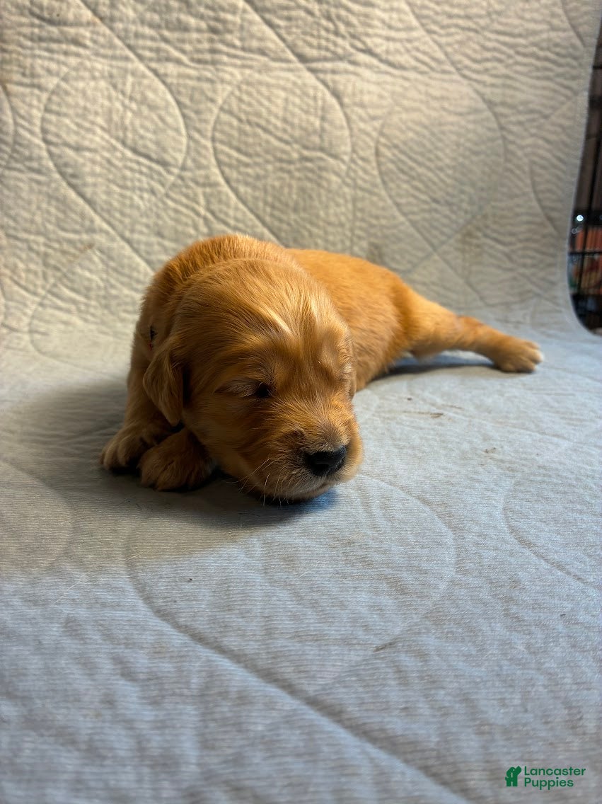 Golden Retriever dogs 9# Warlock - Ad 2