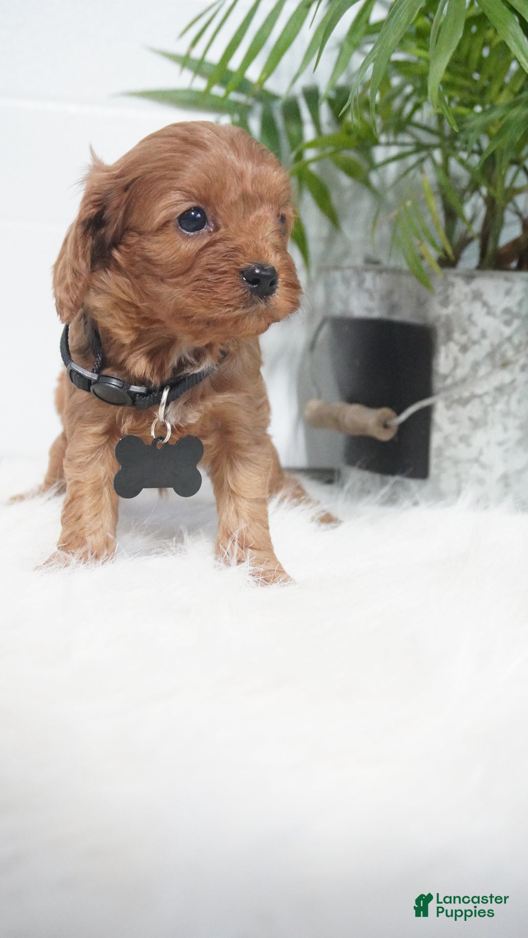 Cavapoo dogs for sale: Brock - Ad 7