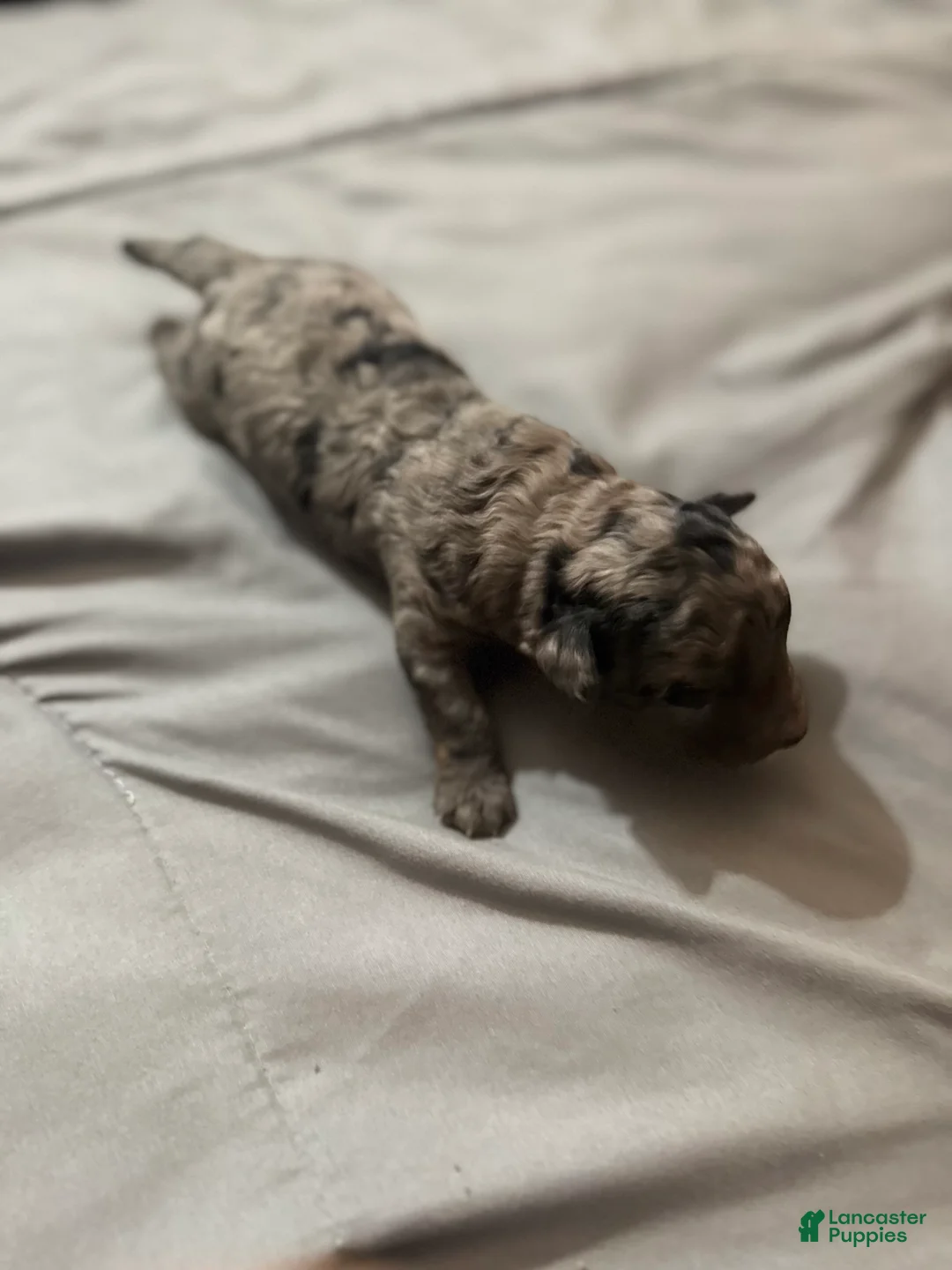 Toy Poodle dogs for sale: Panchito - Ad 4