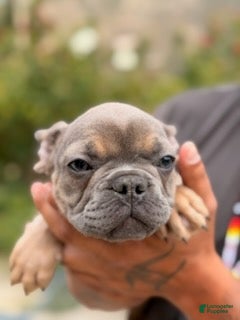 French Bulldog dogs Tyrone - Ad 2