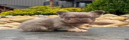 French Bulldog dogs for sale: French Bulldog 1 - Ad 6