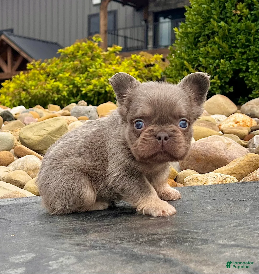 French Bulldog dogs for sale: French Bulldog 1 - Ad 6