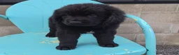 Newfoundland dogs for sale: Ruby - Ad 3