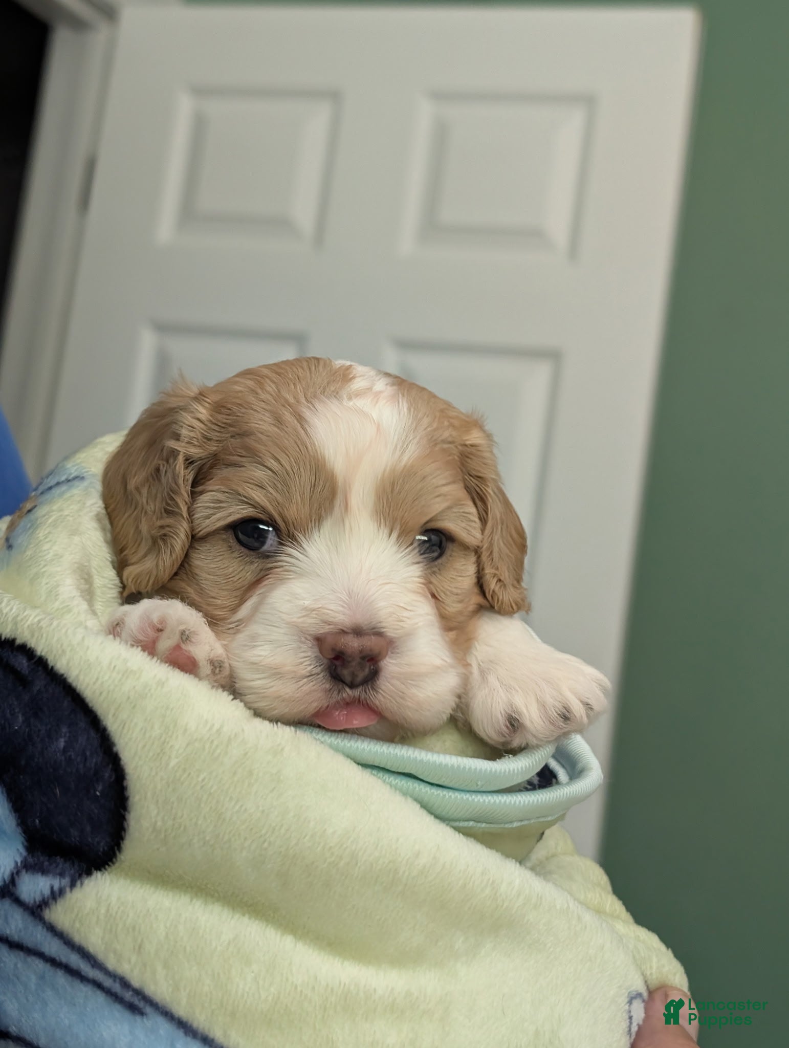 Cavapoo dogs Cavapoo Puppy 1 - Ad 34