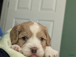 Cavapoo dogs Cavapoo Puppy 1 - Ad 21