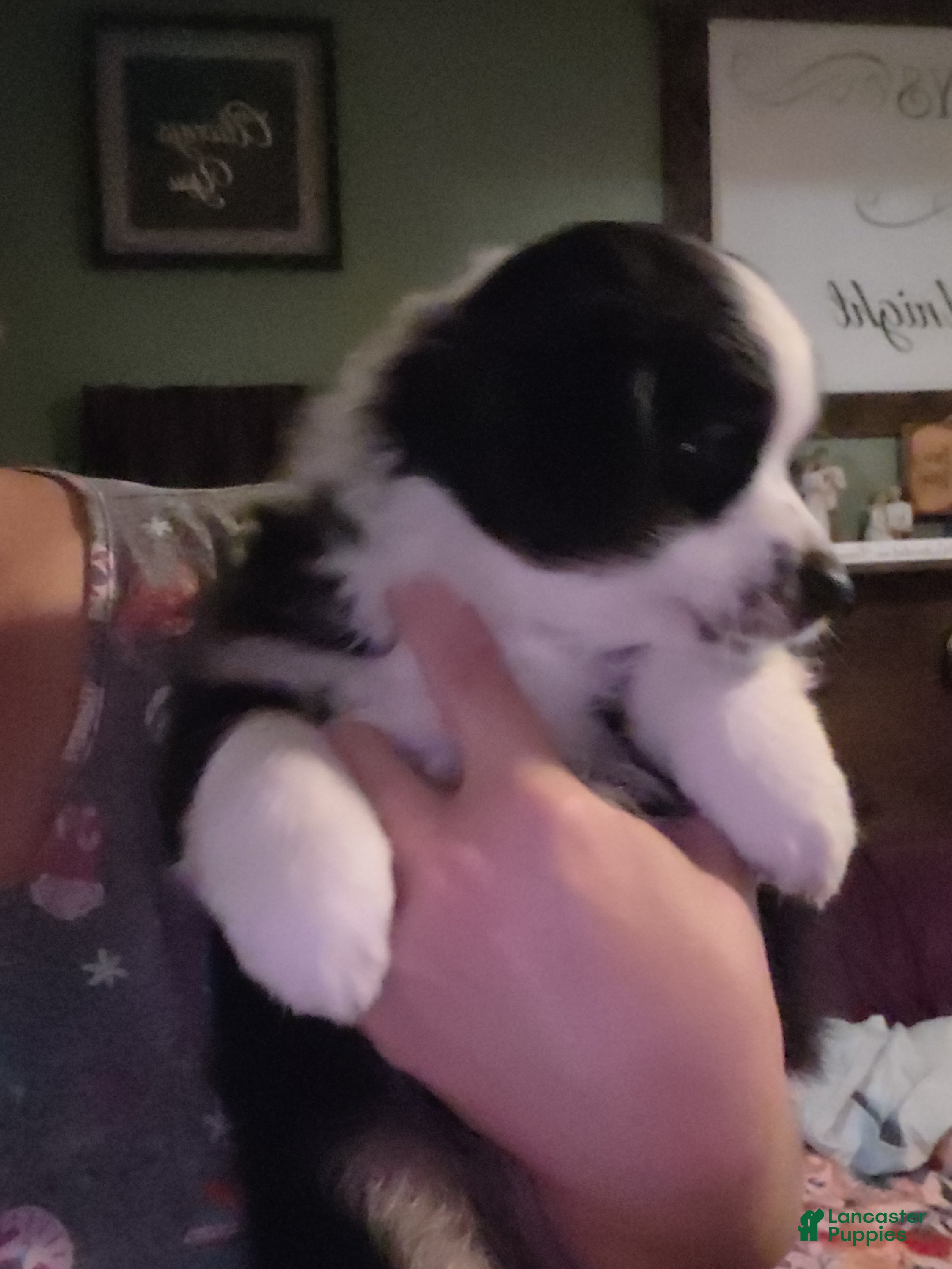 Miniature Australian Shepherd dogs Miniature Australian Shepherd 6 - Ad 25