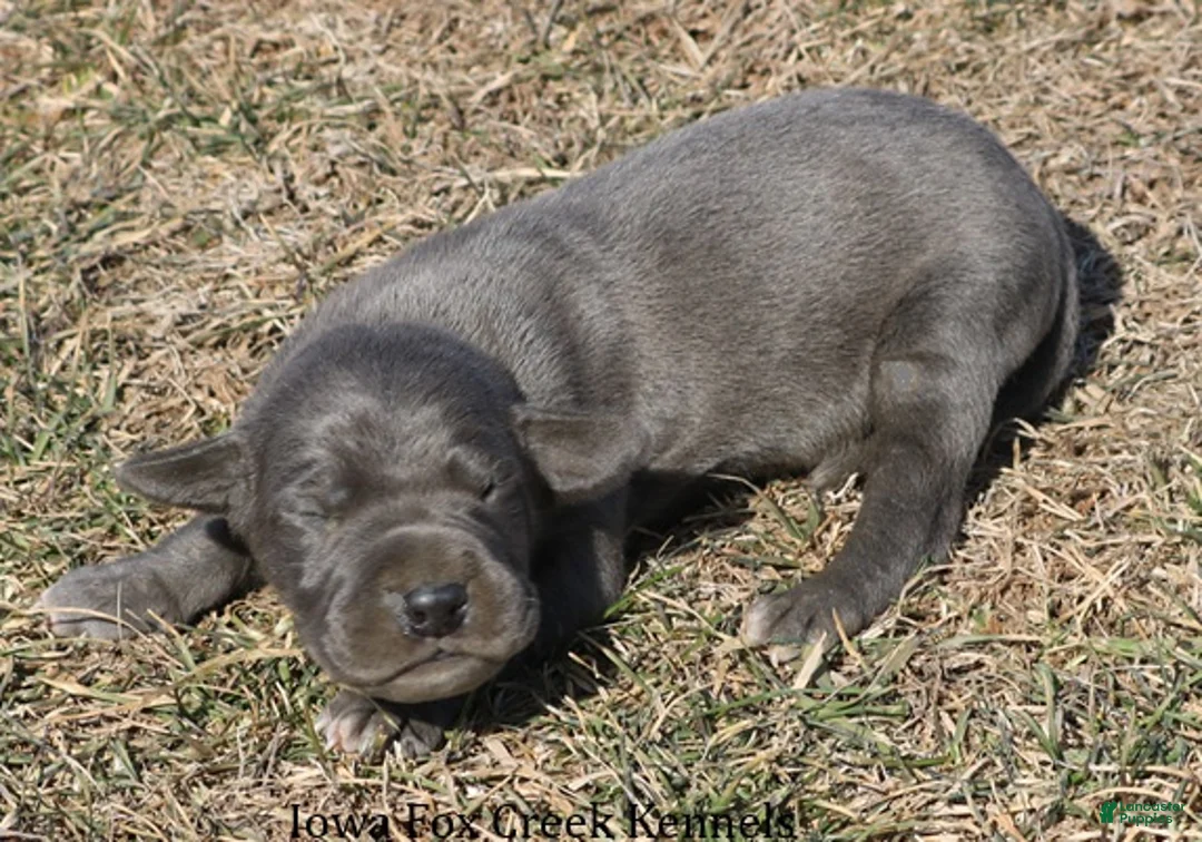 Great Dane dogs for sale: Sarge - Ad 4