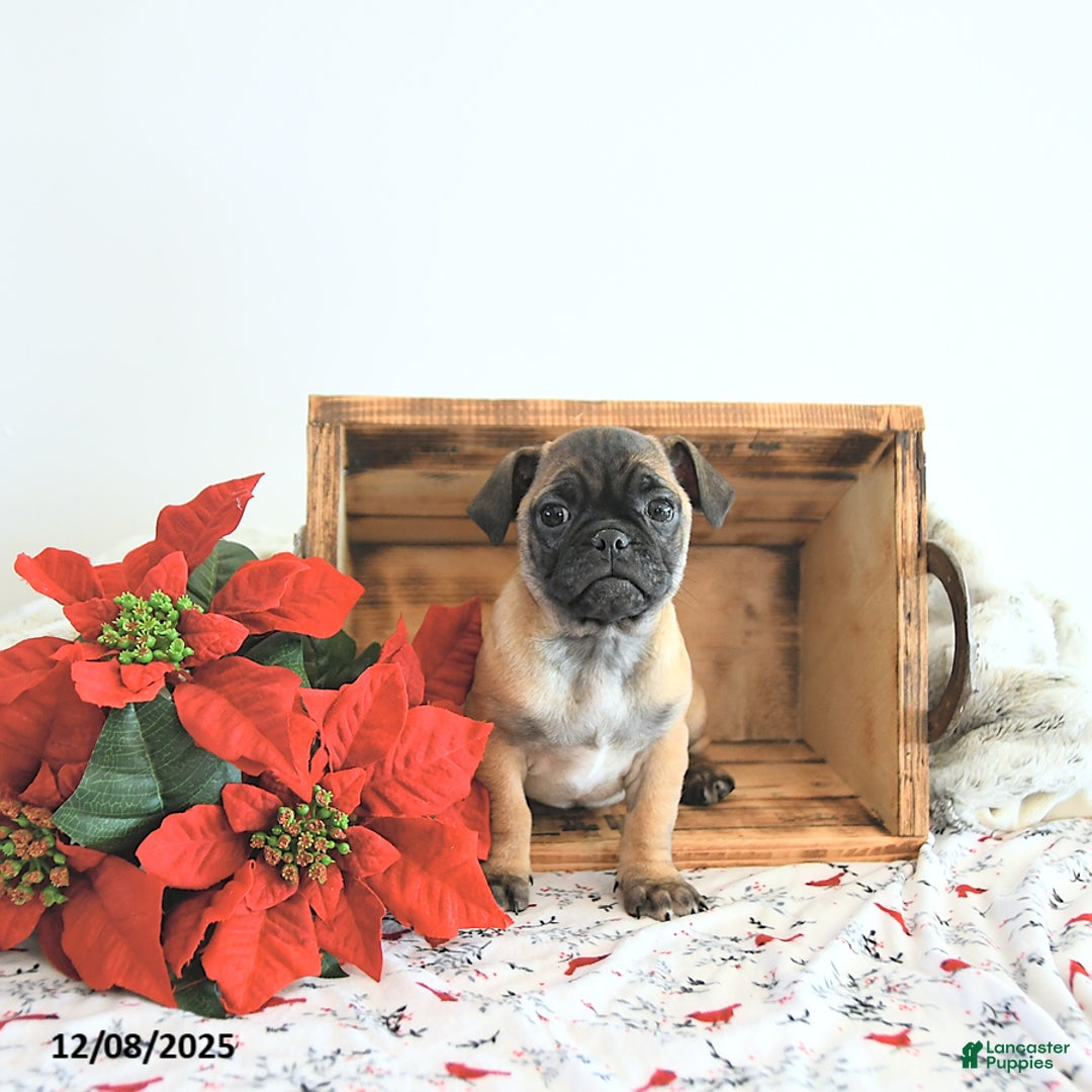 Jug dogs for sale: Marshal - Ad 5