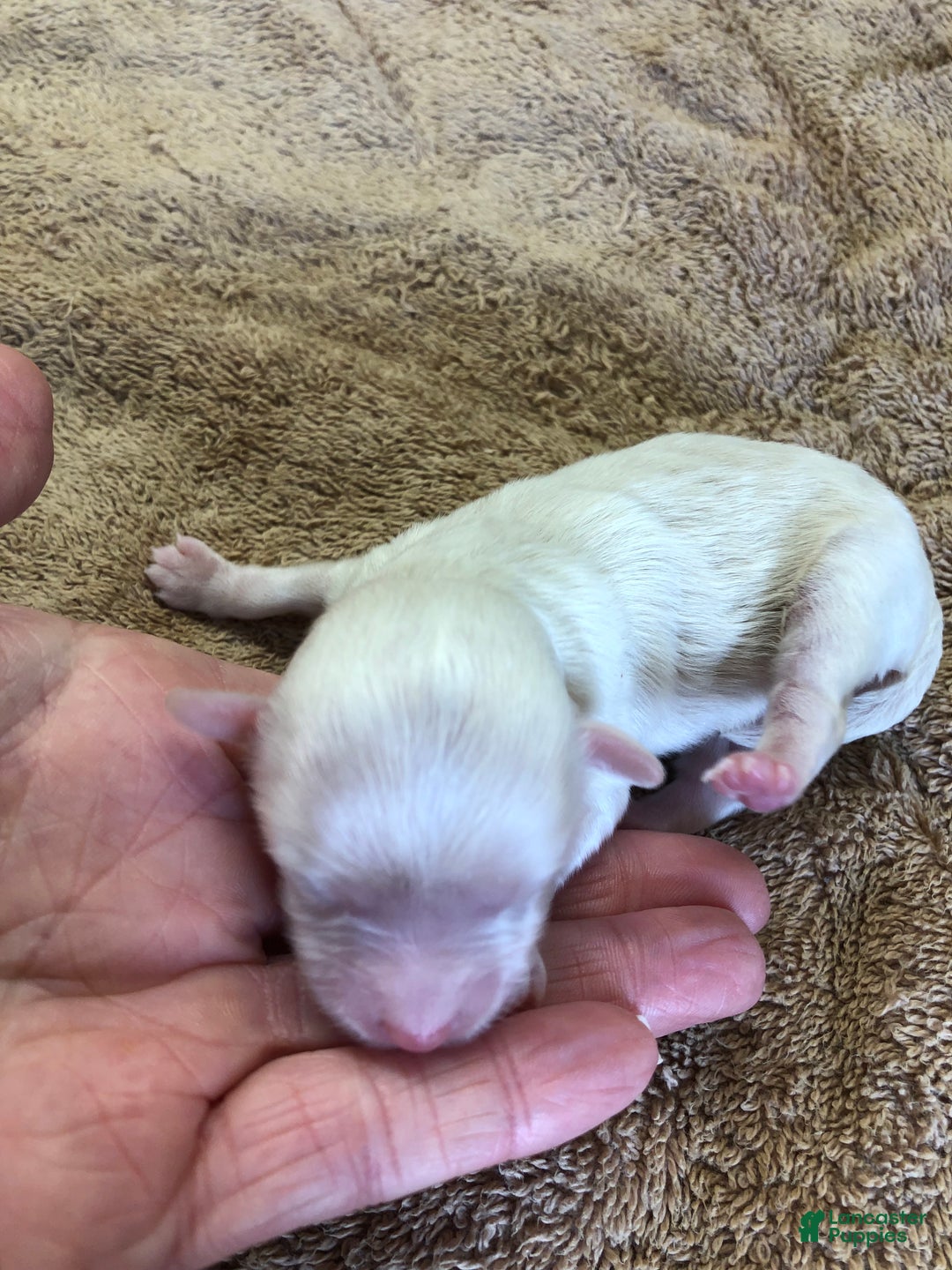 Maltipoo dogs for sale: Genevieve - Ad 6