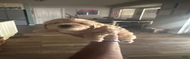 Mixed Breed 4