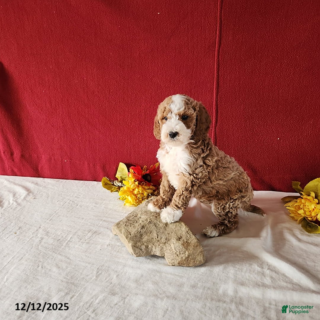 Mini Goldendoodle dogs for sale: Rufus - Ad 2