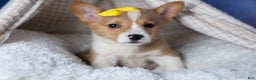 Welsh Corgi Pembroke dogs for sale: Monty - Ad 15