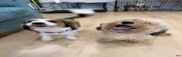 Mixed Breed dogs for sale: Mixed Breed lilly - Ad 9